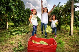 vendemmia-aneri-bambine